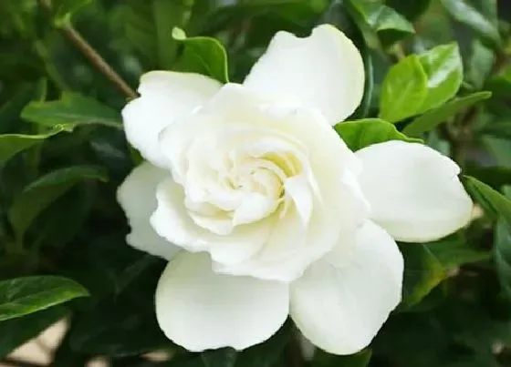 开花时间|栀子花开花多久凋谢 开完花怎么剪枝处理