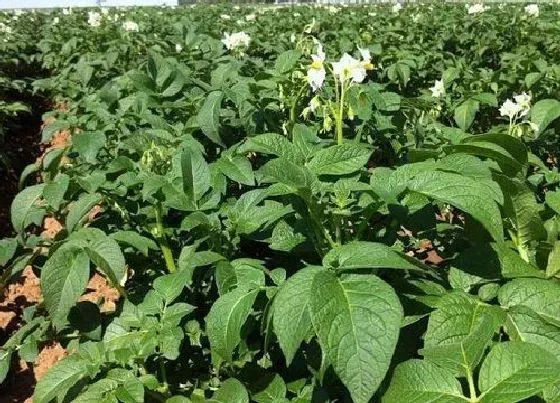 植物施肥|种马铃薯用什么肥料最好
