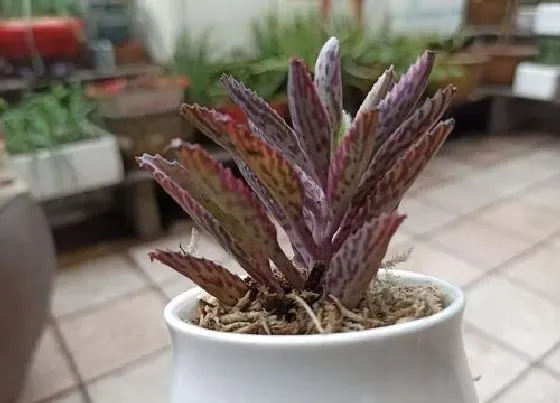 冬天植物|落地生根抗冻吗