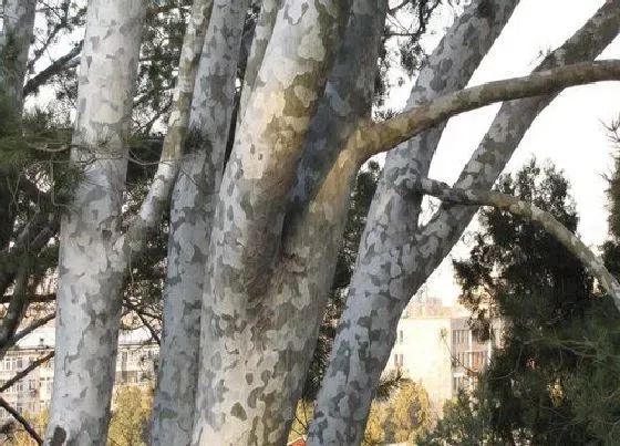 植物排行|松树什么品种最好
