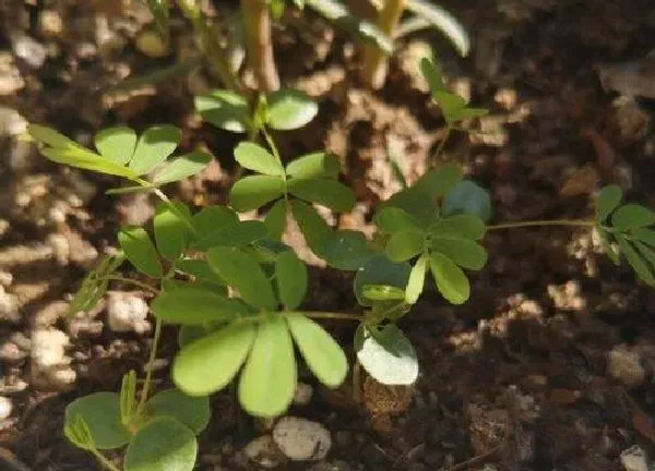 养殖科普|含羞草喜阴还是喜阳光的植物