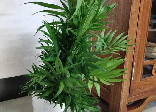 植物浇水|夏威夷竹多久浇一次水