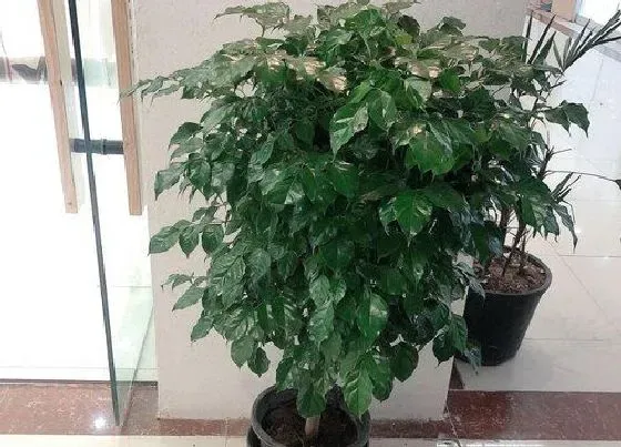 开花时间|绿宝树多久开花一次 什么时候开花