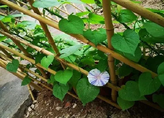 摆放风水|家里种牵牛花好不好