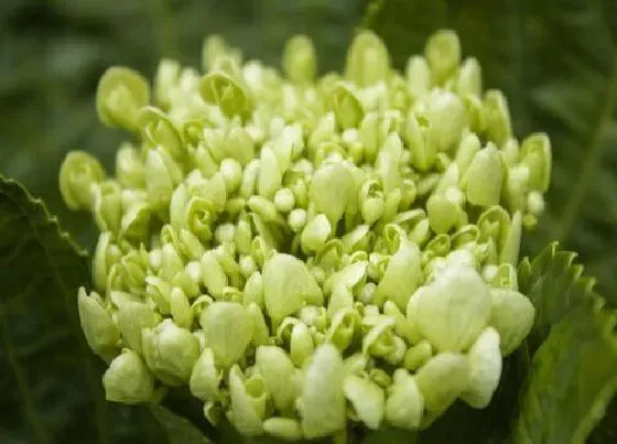 植物施肥|绣球用什么肥料好