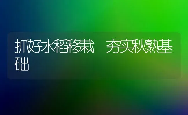 抓好水稻移栽 夯实秋熟基础 | 粮油作物种植