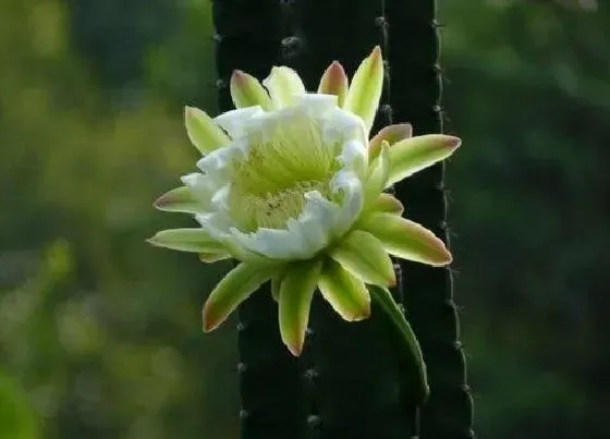 植物百科|量天尺开花吗 开花什么样子