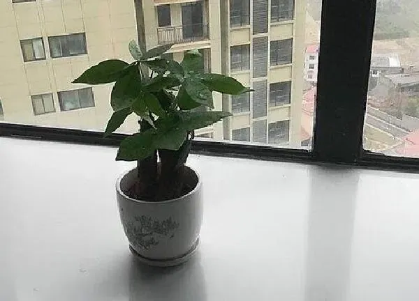 植物浇水|室内盆栽发财树多久浇一次水（养在室内几天浇一次水合适）