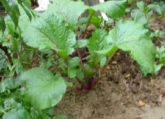 植物产地|苔菜哪里产的最好