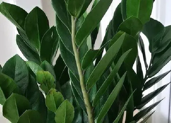 植物浇水|多菌灵可以浇金钱树吗