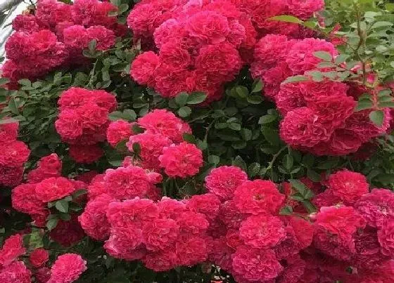 花期|木香花一年开几次花