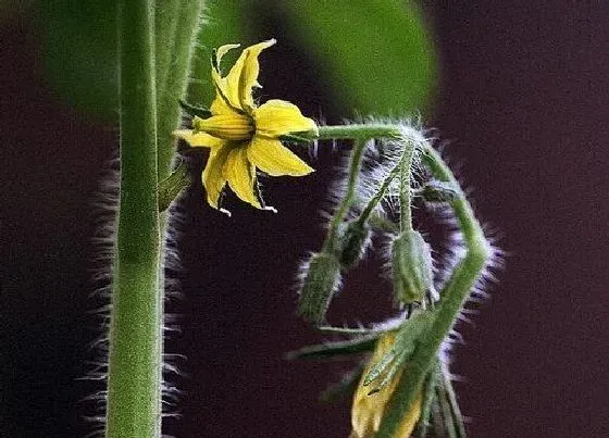 植物百科|番茄是两性花吗