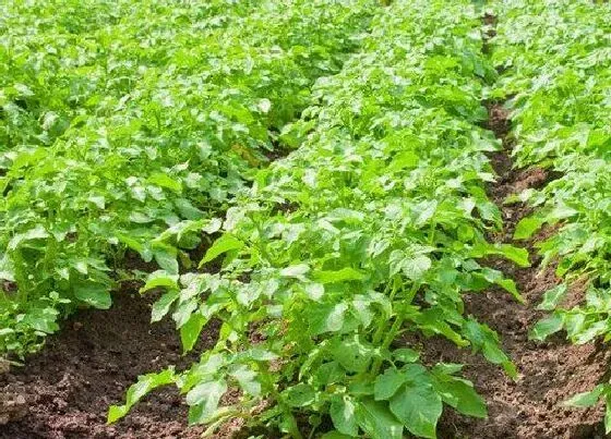 植物施肥|种马铃薯用什么肥料最好