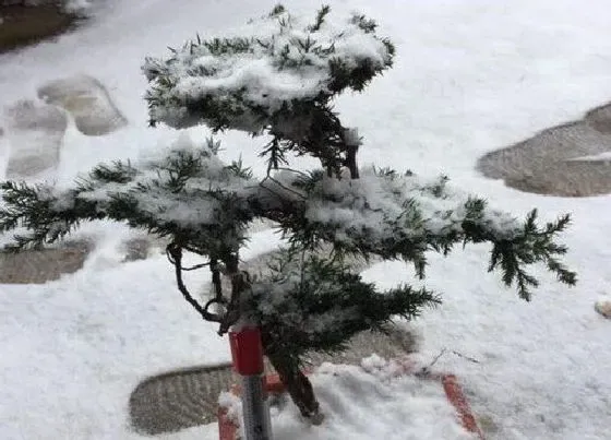 植物寓意|松柏的品质和精神