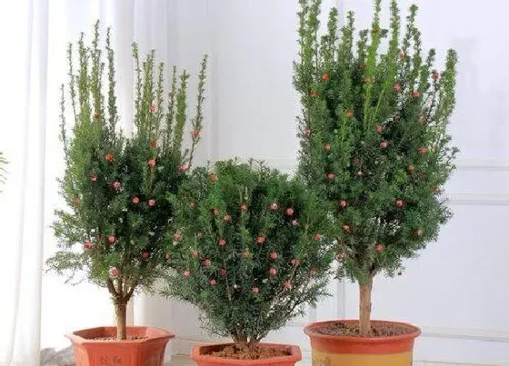 植物修剪|盆栽红豆杉怎么修剪方法