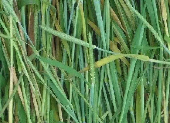植物百科|提摩西草又叫什么名称