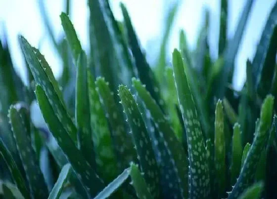 植物香味|芦荟是什么味道的