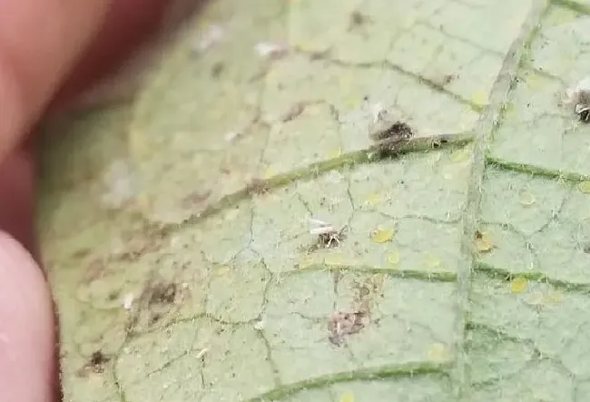 植物虫害|白粉虱最怕什么药（白粉虱用什么农药最管用最有效果）