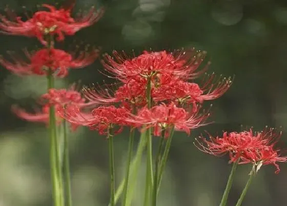 不开花|彼岸花光长叶子不开花原因及处理方法