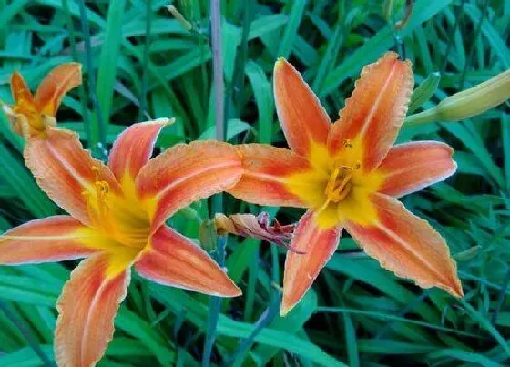 习性特点|百合植物长什么样子