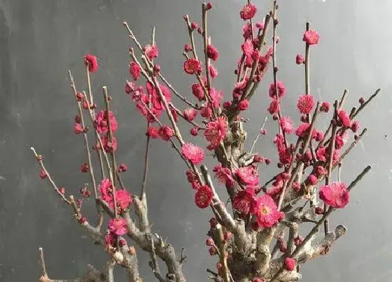 花语|我国国花是什么花（中国的国花有哪些花，象征着什么）