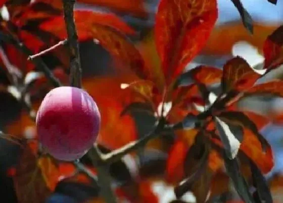 种植位置|紫叶李可以种在院子里吗