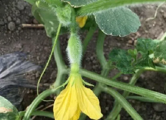 花期|哈蜜瓜一年开几次花 花期多长时间