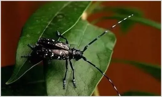 如何防治苹果幽天牛？ | 种植施肥