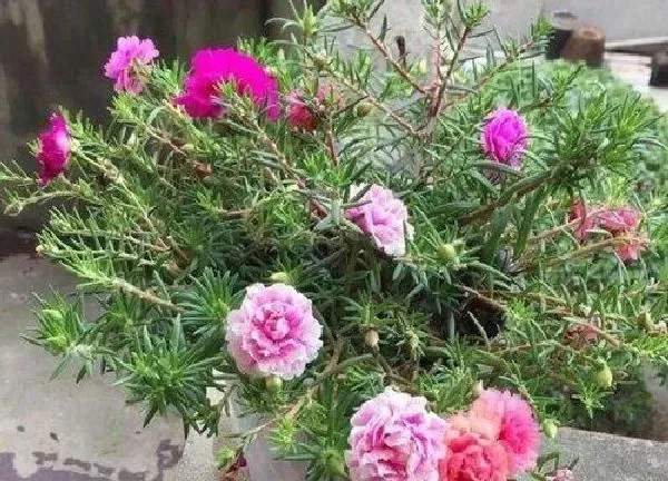 盆景|太阳花老桩养殖方法和养护事项