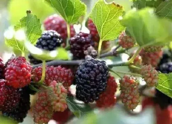 果实成熟|桑葚采摘时间和收获季节