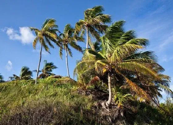 植物百科|和棕榈树很像的树