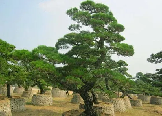 植物寓意|松柏的品质和精神