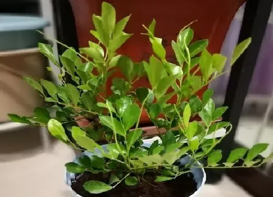 植物毒性|九里香有毒吗 能在家里养吗