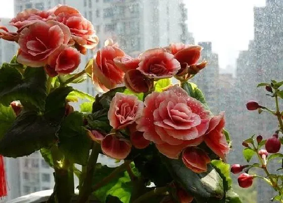 植物施肥|花开时施什么肥最好