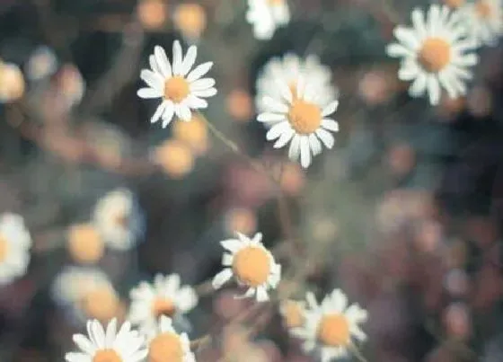 花期|小雏菊花期多长时间