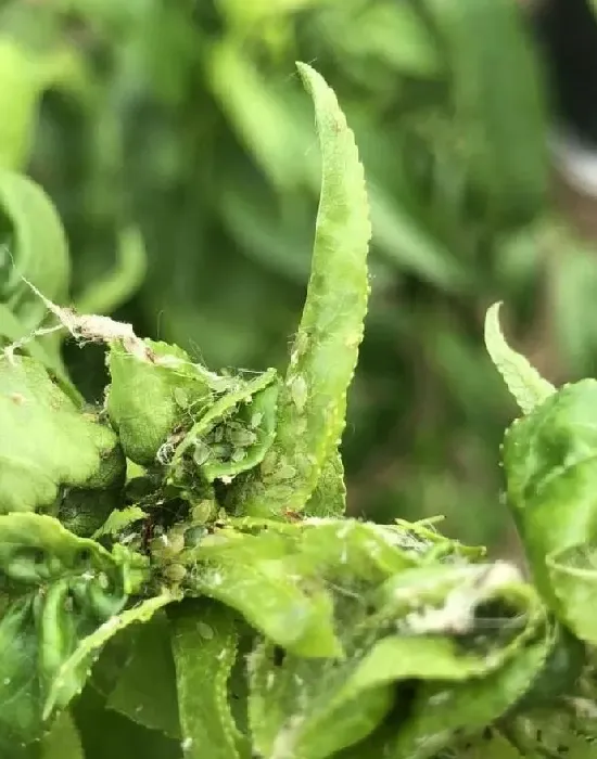 植物虫害|不用农药治蚜虫的方法（用什么土方治蚜虫效果最好）