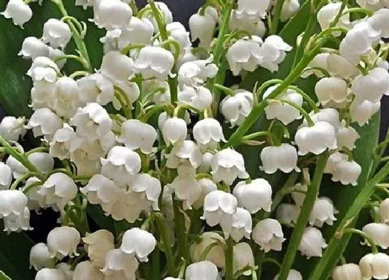 花期|风信子花期多长时间