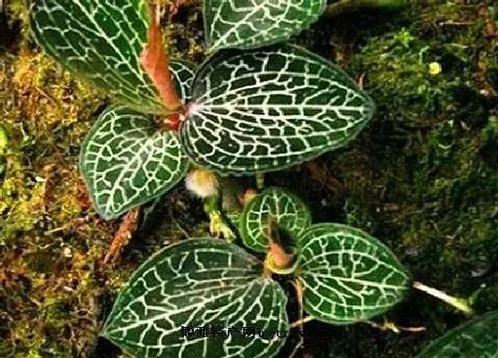 绿植|水缸适合种什么植物