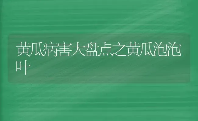 黄瓜病害大盘点之黄瓜泡泡叶 | 蔬菜种植