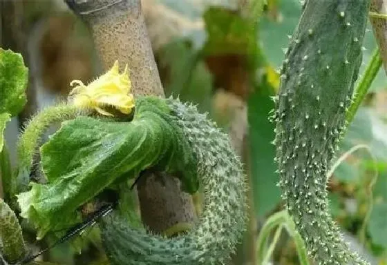 种植管理|黄瓜畸形果产生的原因及防治措施，黄瓜畸形瓜形成原因）