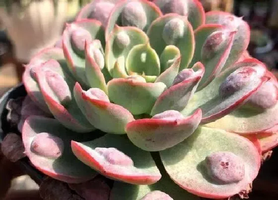 花语|多肉的花语及代表意义