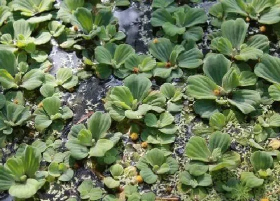 花卉趣闻|大薸是花还是草