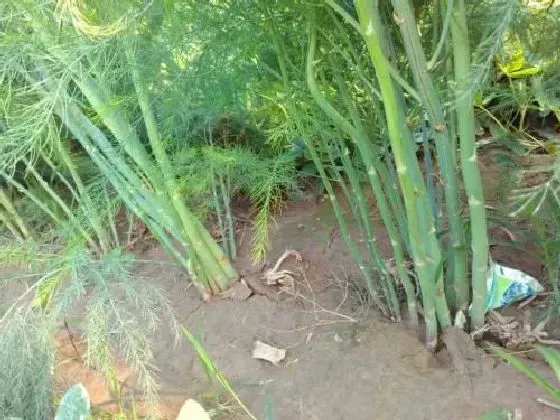 果实成熟|芦笋什么时候上市 成熟收获时间