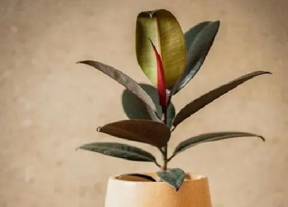 种植土壤|橡皮树适合什么土种植