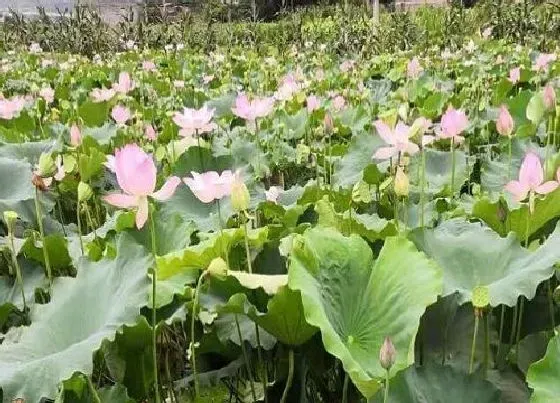 植物百科|莲子是什么植物