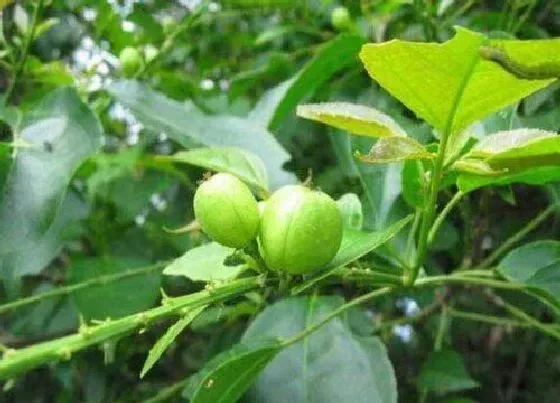 植物百科|巴豆是什么植物的种子