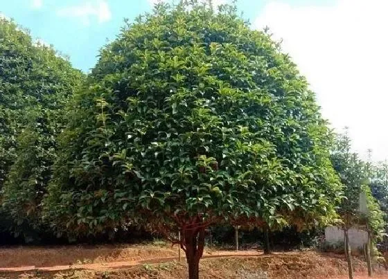 摆放常识|桂花树为什么不能栽在家里（桂花树栽在院子哪个位置好）