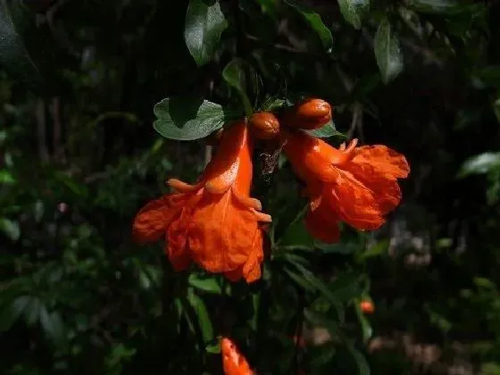 果实科普|石榴树几月开花结果 什么时候开花结果