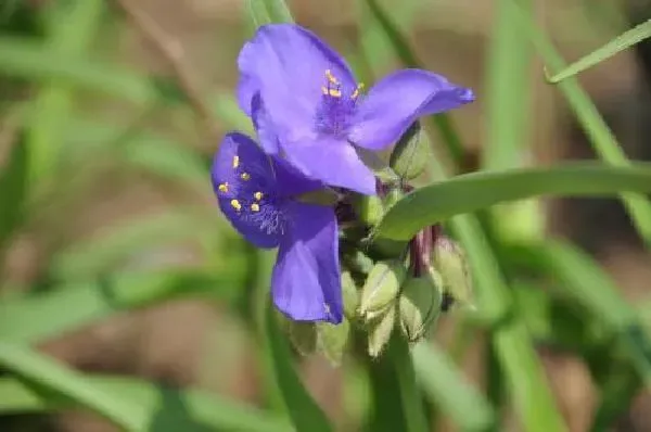 植物浇水|兰草花浇什么水好