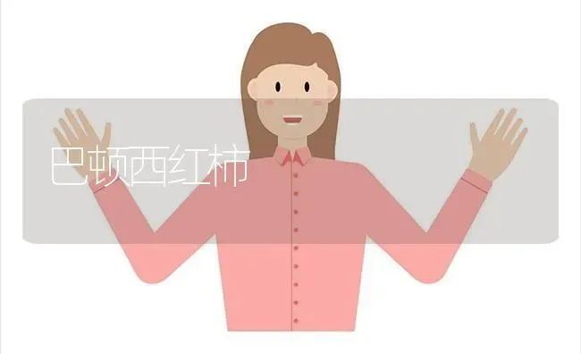 巴顿西红柿 | 蔬菜种植